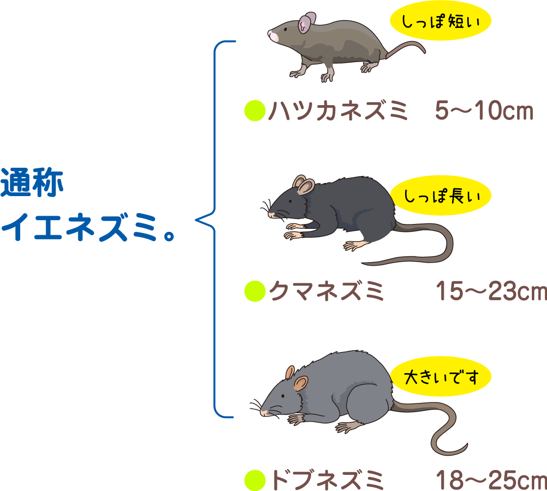 通称イエネズミ。 / しっぽ短いハツカネズミ 5〜10cm / しっぽ長いクマネズミ 15〜23cm / 大きいですドブネズミ 18〜25cm